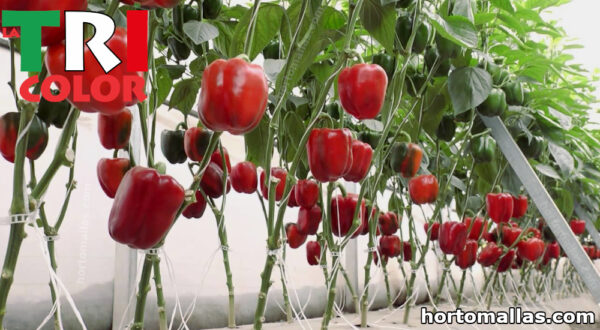 Malla agrícola económica de 2500 m, con 1.8m de alto lineales de Malla.mx, perfecta para mejorar la producción en cultivos.