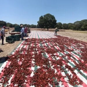 Mallas Para Secado de Chiles