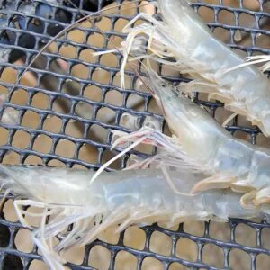 Mallas Para Secado de Camarones y Carnes