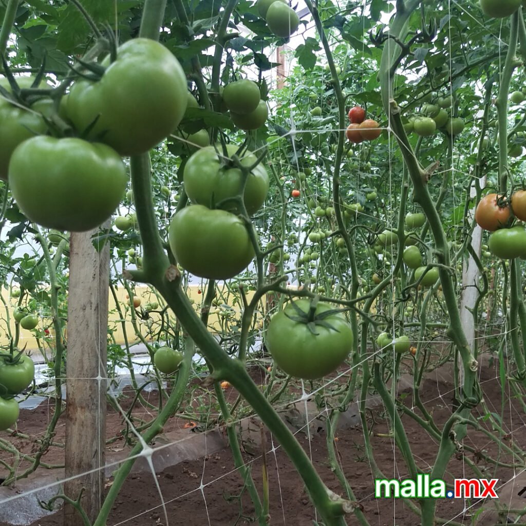 Malla soporte - Tomates 2