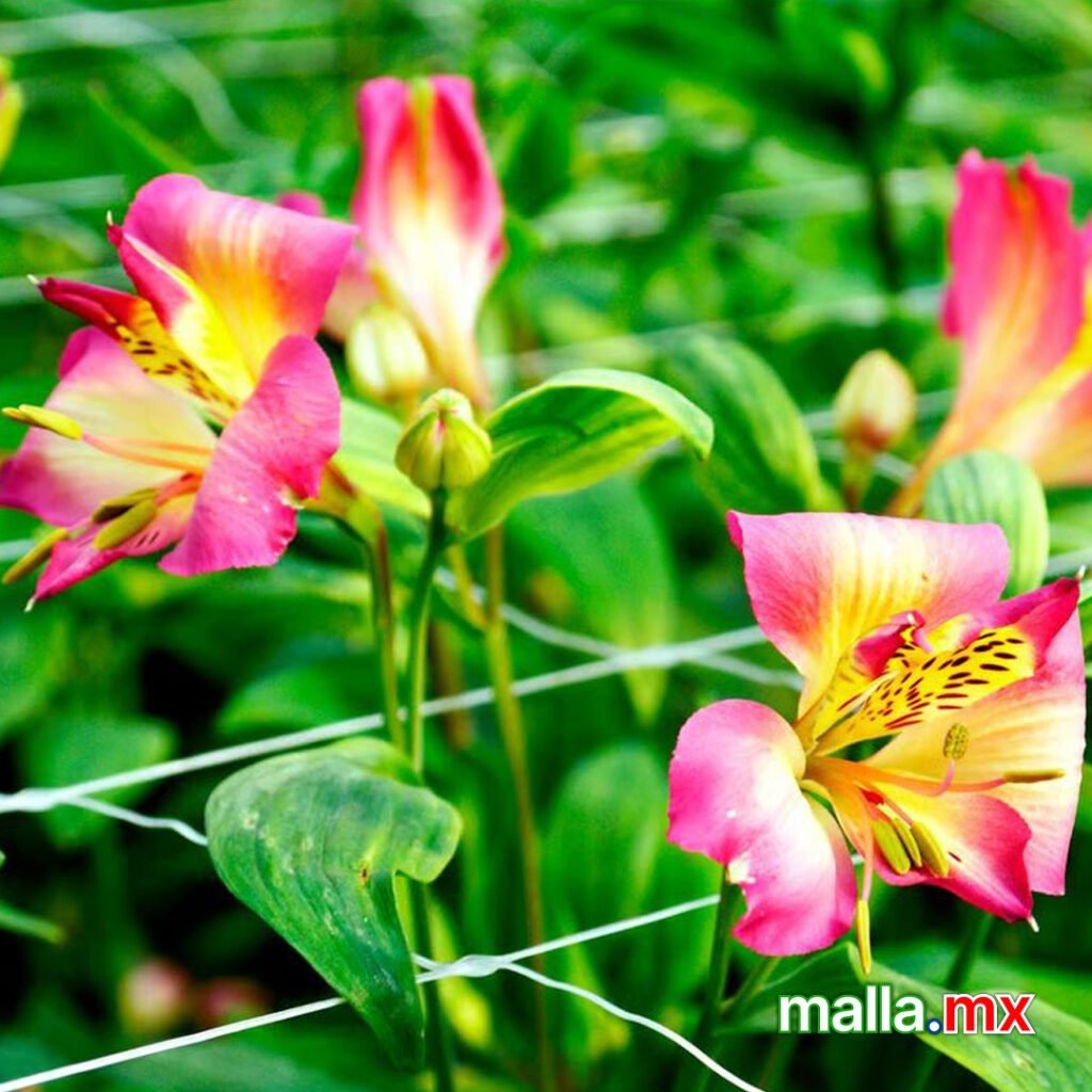 Malla tutora Alstroemeria 1