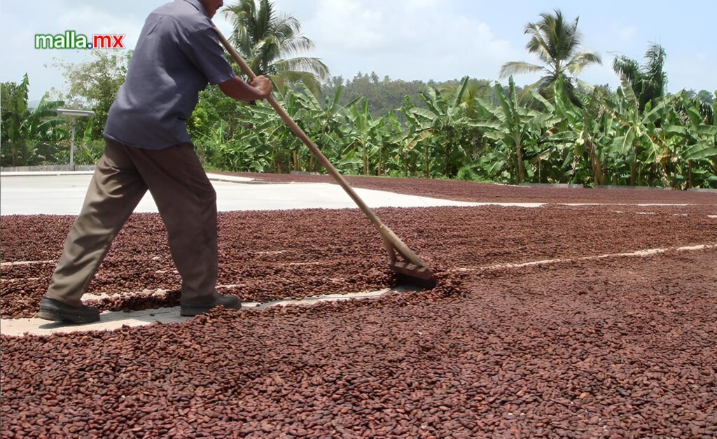 Secado De Café y Cacao 1