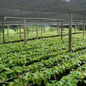 Malla Sombra Agrícola